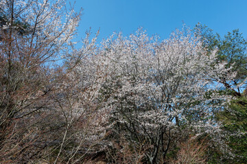 日本の岡山県玉野市の深山公園の満開の桜