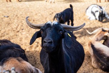 A black goat with horns stands in front of a group of other goats. The goat is looking at the camera and he is the center of attention