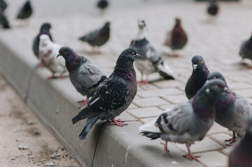 Many pigeons, wild birds sit on the asphalt on the street in the city. Close-up photo of animals.