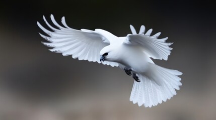 Obraz premium Majestic white bird in flight. A stunning, detailed image of a pure white bird soaring through the air, wings outstretched. Sharp focus on the bird, contrasting with a soft, out-of-focus background.