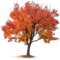 Maple tree isolated on transparent background