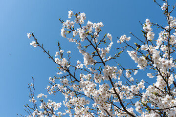 日本の岡山県玉野市の深山公園の満開の桜