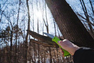 A hand gently gripping a gardening tool while expertly pruning a tree in a sunlit forest surrounded...