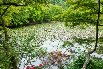 初夏の風景・新緑　神戸森林植物園にて