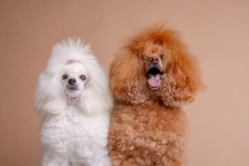 Groomed poodles posing together, white and apricot coats, isolated on neutral beige background.