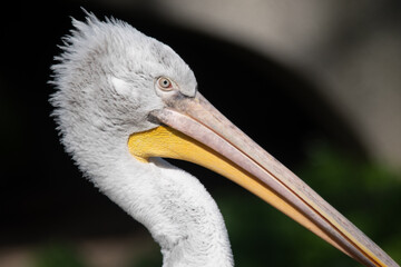 Pelican Portrait in Sunlight – Vienna Zoo