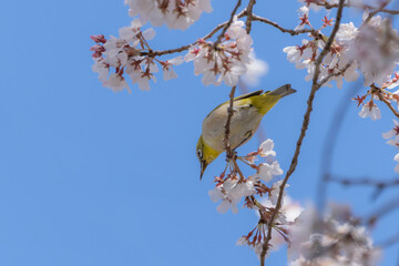 桜の花と青空とメジロ
