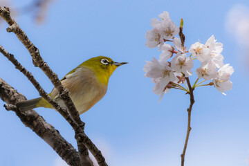 桜の花と青空とメジロ