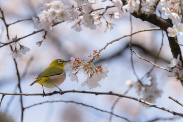 桜の花と青空とメジロ