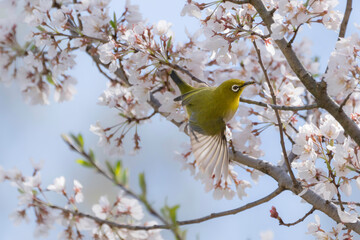 桜の花と青空とメジロ