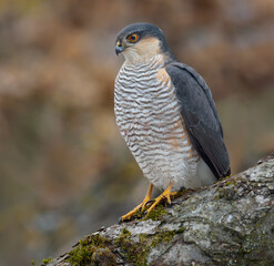 Male eurasian sparrowhawk (Accipiter nisus) posing on thick branch in cold winter time