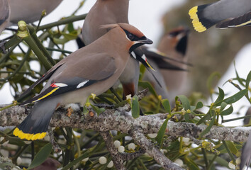 Flock of Bohemian waxwings (Bombycilla garrulus) feeding on a fallen mistletoe tree with berries