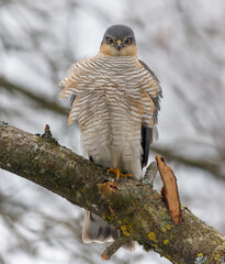 Puffy male eurasian sparrowhawk (Accipiter nisus) sits on high placed branch for plumage caring