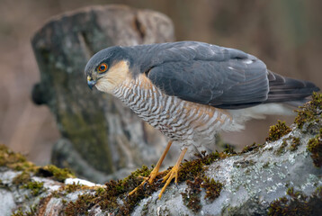 Male eurasian sparrowhawk (Accipiter nisus) looking for sparrows before the attack