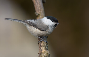 Wiilow Tit (Poecile montanus) perched on dry twig in the winter forest near the feeder