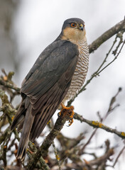 Male eurasian sparrowhawk (Accipiter nisus) perched in hide among small branches in winter season