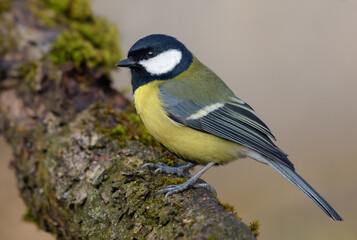 Bright and colorful adult Great tit (Parus major) posing on a big stick of mossy wood 