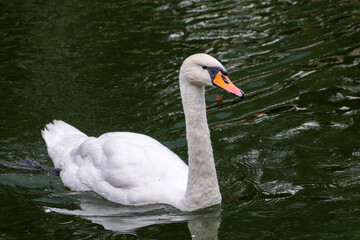Fototapeta premium A graceful white swan swimming on a lake with dark water. The white swan is reflected in the water