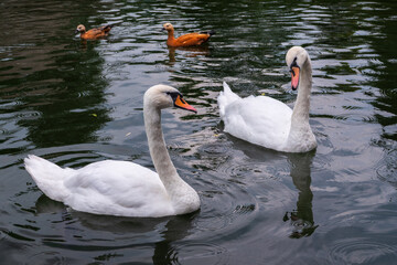Two Graceful white Swans swimming in the lake, swans in the wild