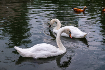 Two Graceful white Swans swimming in the lake, swans in the wild