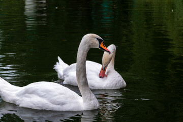 Obraz premium Two Graceful white Swans swimming in the lake, swans in the wild