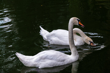 Two Graceful white Swans swimming in the lake, swans in the wild