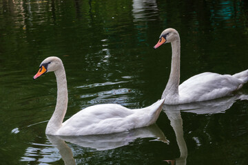 Two Graceful white Swans swimming in the lake, swans in the wild