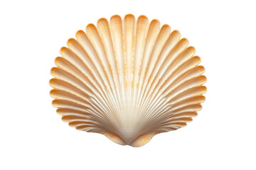 Seashell