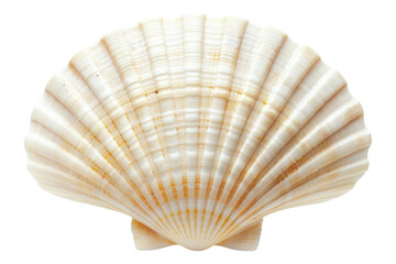 Seashell