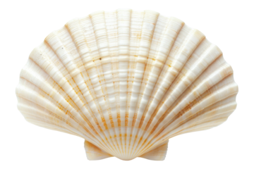 Seashell