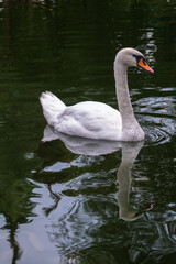 Obraz premium A graceful white swan swimming on a lake with dark water. The white swan is reflected in the water