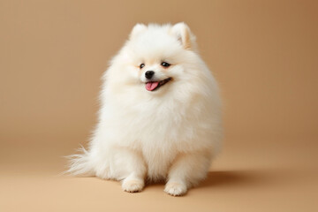 Fluffy white Pomeranian dog sitting on beige background, looking happy and adorable