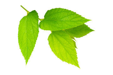 Green leaf isolated on white background