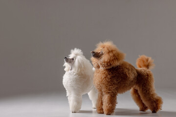 Two poodles posing side by side in studio, alert and looking up with focused expressions.