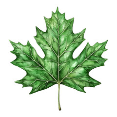 Fototapeta premium A vibrantly green watercolor-style leaf with distinct lobes and prominent veins isolated against a white background.