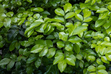 Close-Up of Lush Green Tree Leaves Outdoors