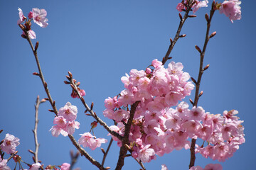 河津桜