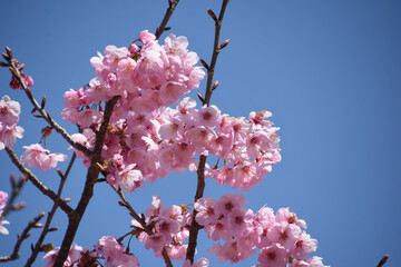 河津桜