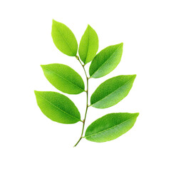 Obraz premium Green leaves on a branch isolated on white. Fresh foliage, nature concept.