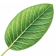 Obraz premium Realistic Green Leaf Illustration with Detailed Veins for Nature and Environmental Designs