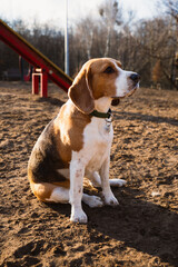 Beagle na wybiegu