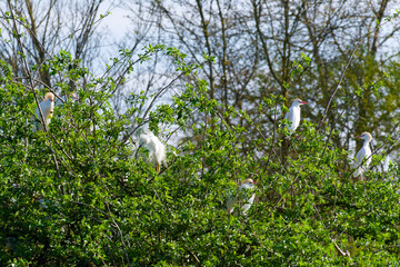 Herons in the Departmental Nature Park of Sully sur Loire