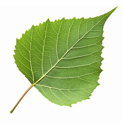 Detailed Green Leaf Isolated on Transparent Background Perfect for Nature and Botany Themes