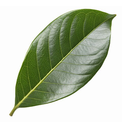 Obraz premium Fresh Green Leaf Isolated on Transparent Background for Nature and Botanical Designs