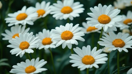 Fototapeta premium Close-up of many white daisies