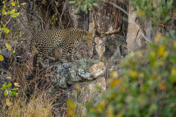 leopard looking for prey in African savanna botswana  (Panthera pardus)