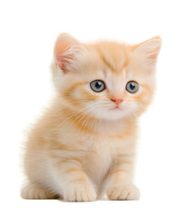 Obraz premium Little orange kitten isolated on a white background.