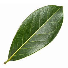 Obraz premium Realistic Green Bay Leaf Isolated on Transparent Background for Culinary and Herbal Use