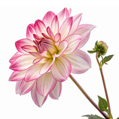 Obraz premium Beautiful Pink and White Dahlia Flower with Bud on Transparent Background