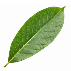 Green Leaf Detailed Texture with Vibrant Color and Fine Venation for Nature Inspired Designs